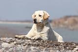 LABRADOR 505